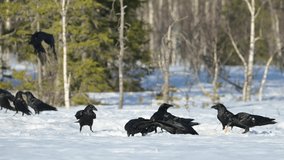 Flock of hungry ravens fighting for pieces of salmon skin left over by bears - Powered by Shutterstock - Get 15% off with code: PIKWIZARD15
