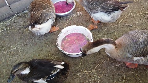 Poultry yard. Geese eat borscht soup.
