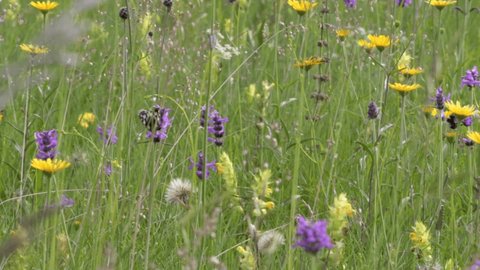 Bumblebee and butterfly on forest meadow flowers. Summer motley grass for insects. Wildflowers attract insects with their fragrance