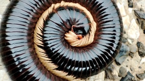 millipede snake, which coils up to protect itself from predators.