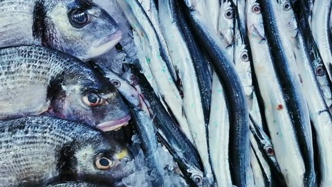 Seafood, fish and eco food concept, assortment of fresh raw fishes on store shelf in ice at fishmonger shop or organic fishmarket. High quality 4k footage