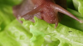 Head with antennae of the Achatina snail eating a green leaf of lettuce, close-up, selective focus, Full HD.