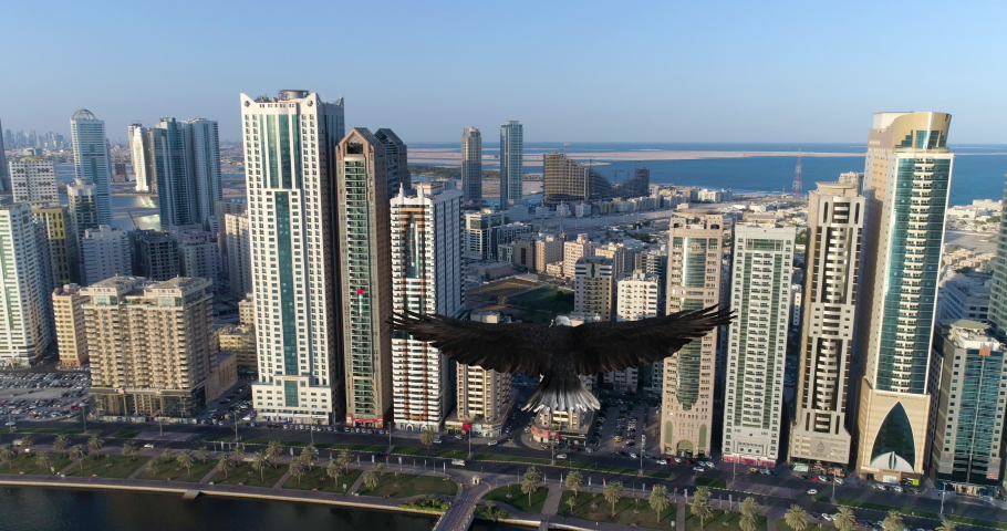 Bald eagle flies over the city of Sharjah. Royalty-Free Stock Footage #1081599287