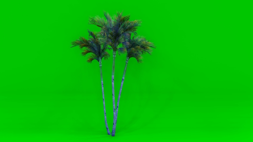 4K. Island beaches palm isolated with luma mask. Beautiful palm trees with coconuts on the tropical island beach ready for compose. Vfx element. Palm branch and leaves in the wind easy for use.
 | Shutterstock HD Video #1081599629
