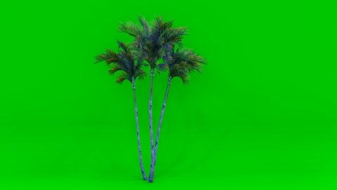 4K. Island beaches palm isolated with luma mask. Beautiful palm trees with coconuts on the tropical island beach ready for compose. Vfx element. Palm branch and leaves in the wind easy for use.

