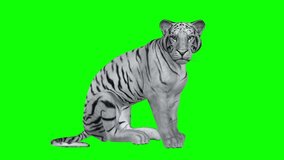 Roaring Bengal White Tiger - Wild Cat - 3D Animation Loop - Green Screen