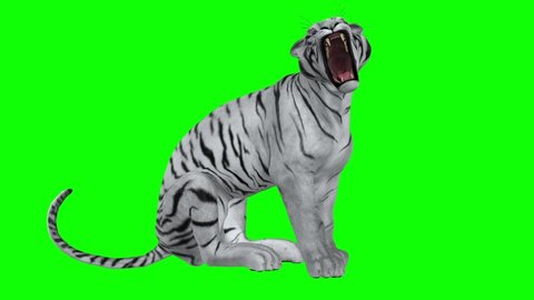 39 Cartoon Tiger Roar Stock Video Footage - 4K and HD Video Clips |  Shutterstock