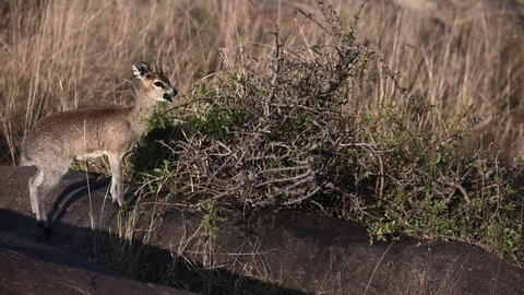 Klipspringer (Oreotragus Oreotragus) eating from a small bush around rocks.