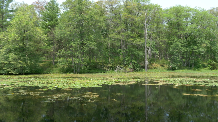 Reflection Of Trees On Pond Water In Pinery Provincial Park In Ontario, Canada. static, 4k