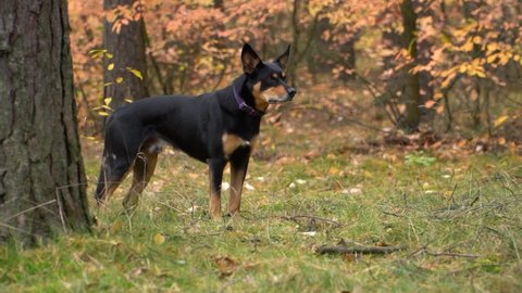 Black and tan dog starts from a stand and runs between trees through autumn forest. Side view, slow motion.