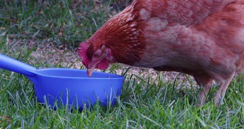 Close-up of a chicken eating grain from the blue bowl in the yard of a farm. Poultry on Farm