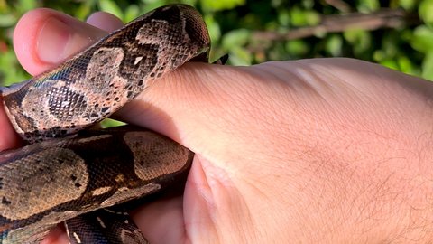 The boa constrictor, also called the red-tailed boa or the common boa, is a species of large, non-venomous, heavy-bodied snake that is frequently kept and bred in captivity