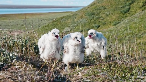Baby birds of hobby falcon in nest trying to defend themselves crying out loud. Yamal peninsula and its various fauna.