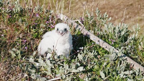 Baby bird of hobby falcon in nest trying to defend itself crying out loud. Yamal peninsula and its various fauna.