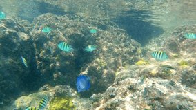 Underwater video of a blue tang and sergeant major fish swimming above a coral reef off of a Bahamas island in the Caribbean Sea on a sunny day.