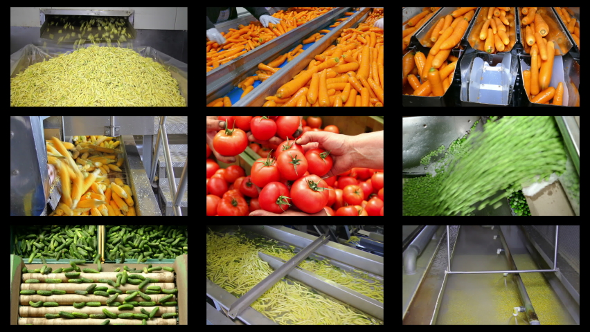 Industrial production of vegetables in food processing plant, multi screen. People working, sorting tomatoes, peas, carrots, cucumbers, green beans, onions, potato and corn. Montage in collage Royalty-Free Stock Footage #1081609598