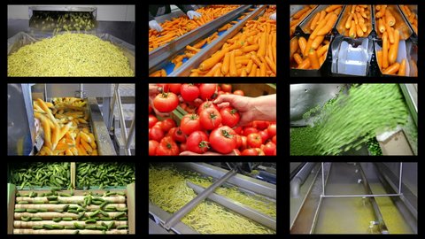 Industrial production of vegetables in food processing plant, multi screen. People working, sorting tomatoes, peas, carrots, cucumbers, green beans, onions, potato and corn. Montage in collage