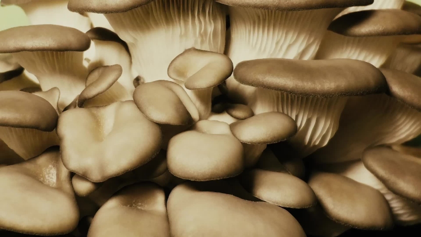 Growing mushrooms time lapse. Mycelium close-up yellow light. Edible mushrooms pattern. Biological mushroom footage. A bunch of mushrooms is growing. Royalty-Free Stock Footage #1081610321