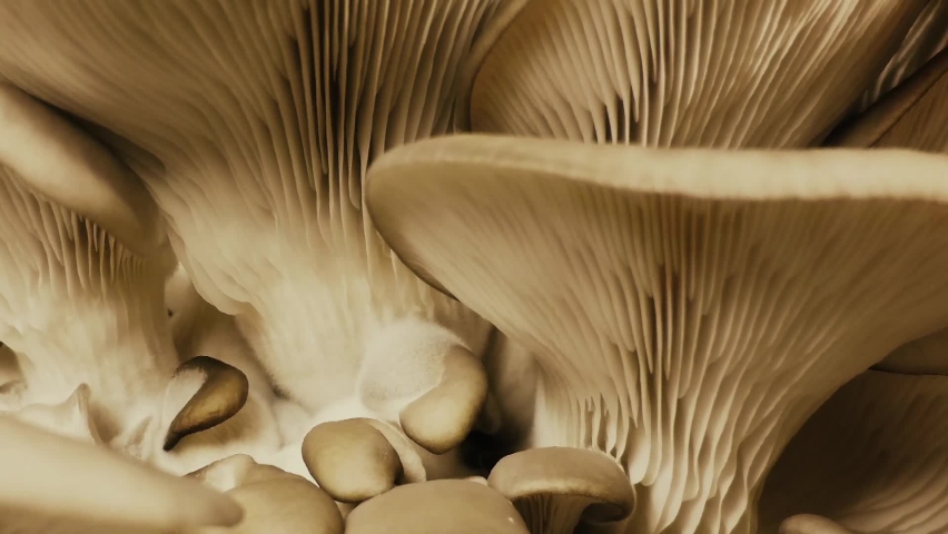 Growing mushrooms time lapse. Mycelium close-up yellow light. Edible mushrooms pattern. Biological mushroom footage. A bunch of mushrooms is growing. | Shutterstock HD Video #1081610321