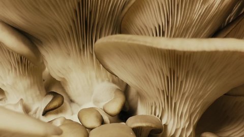 Growing mushrooms time lapse. Mycelium close-up yellow light. Edible mushrooms pattern. Biological mushroom footage. A bunch of mushrooms is growing.