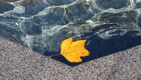 Single yellow leaf of maple tree on water surface of fountain into city park 