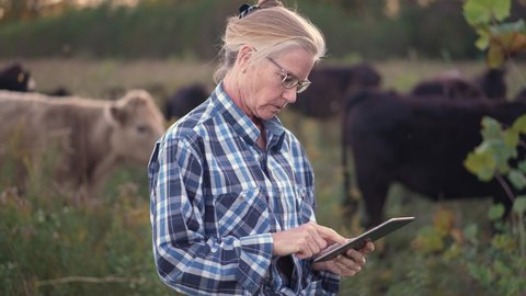 Mature woman veterinarian works on tablet computer surveying grass fed cows in a field.