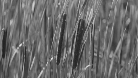 Cattail narrow-leaved swayed by the wind close up in black and white.