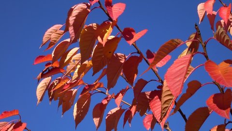 Branches of chokeberry with bright red leaves, illuminated by the sun, are swaying in a light wind against the background of the blue sky. 