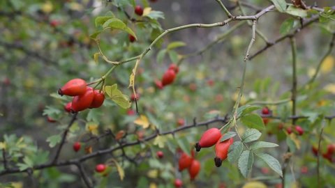 Dog-rose hips swinging on the wind in the forest