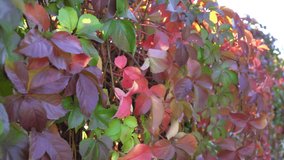 Colorful leaves of wild grapes growing on the wall of the house in autumn. Autumn leaves in the wind.