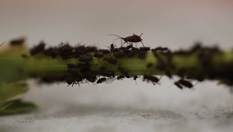Video Stock macro aphids crawling on the stalk of the plant