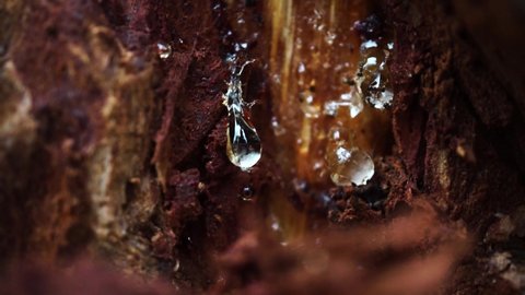 Ants trapped in pine resin. Close up.