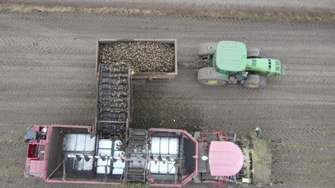 Poland, Poznan 10.29.2021 Top view of a beet harvester loading a full sugar beet trailer