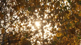 The sun peeps through the birch branches. Yellow, golden and orange birch tree branches. 4k resolution fall or autumn video banner.