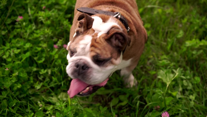 stern english bulldog lookin out from under his brows