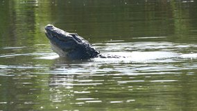 Male Alligator bellowing territorial display