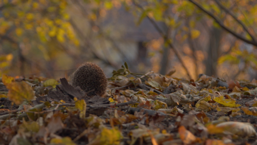 hedgehog walks in the autumn park Royalty-Free Stock Footage #1081653830