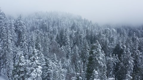 Winter forest snow North American pine trees landscape drone shooting 4K video. Cinematic white winter wonderland forest. Scenic magical holiday season vacation background. Merry Christmas Happy Year