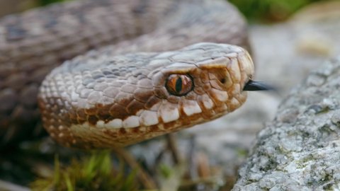 Common European adder viper (Vipera berus) sticking out tongue and smelling