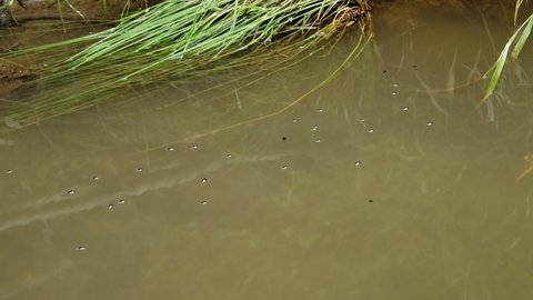 Whirligig beetle (Gyrinus natator) swimming in river, aquatic bugs gyrating on water surface