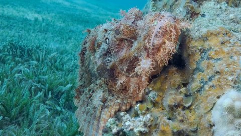 Close-up portrait of Scorpion fish lie on coral. Bearded Scorpionfish (Scorpaenopsis barbata). Camera moving forwards, Slow motion