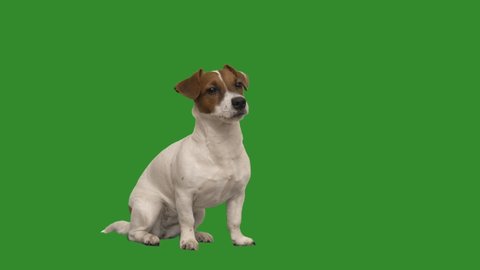 funny dog on green screen