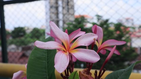 Magenta or pink frangipani flower or plumeria is a group of plants in the genus Plumeria