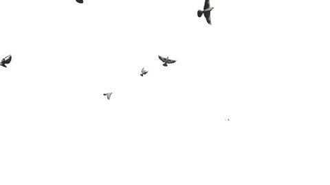White pigeons flying, against white