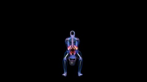 Athlete X-Ray Lifting A Kettlebell, Back View Loop, Focus On Pain Area, Alpha Channel