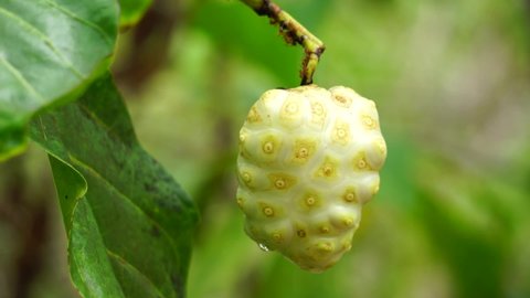 Morinda citrifolia (great morinda, Indian mulberry, noni, beach mulberry, cheese fruit) on the tree. Green fruit, leaves, and root might have been used in Polynesian cultures as a general tonic