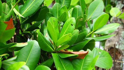 Calophyllum inophyllum (tamanu, mastwood, beach calophyllum, beautyleaf, Sinhala, Alexandrian laurel, balltree, beach touriga, Borneo-mahogany) with natural background.This plant also use as biodiesel