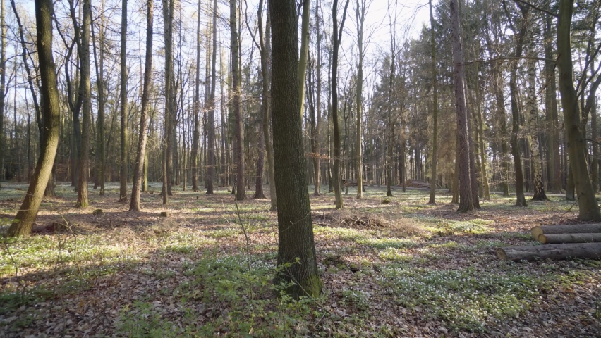 A forest on a sunny day