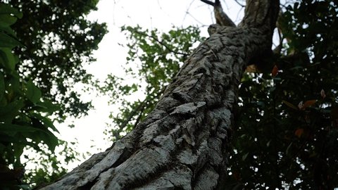 Slow Motion shot Bark of old wood tree, lush vegetation Background - Low angle