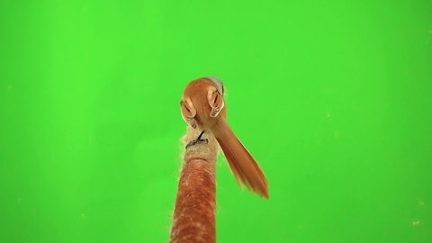 baleen tit sit on reed (cattail) and eat seeds on a green background. studio, slow motion